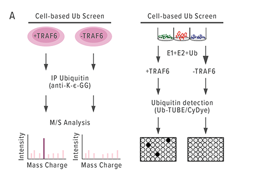 Chart A describes the global ubiquitination screening process used to analyze the effects of TRAF6 overexpression. Several steps of analysis, including mass spectrometry, revealed that hnRNPA1 was causing aberrant alternative splicing and diminished expression of the gene Arhgap1.